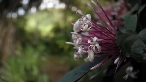 Hermosa-Flor-De-Cerca-En-El-Jardín-Balata-Martinica.